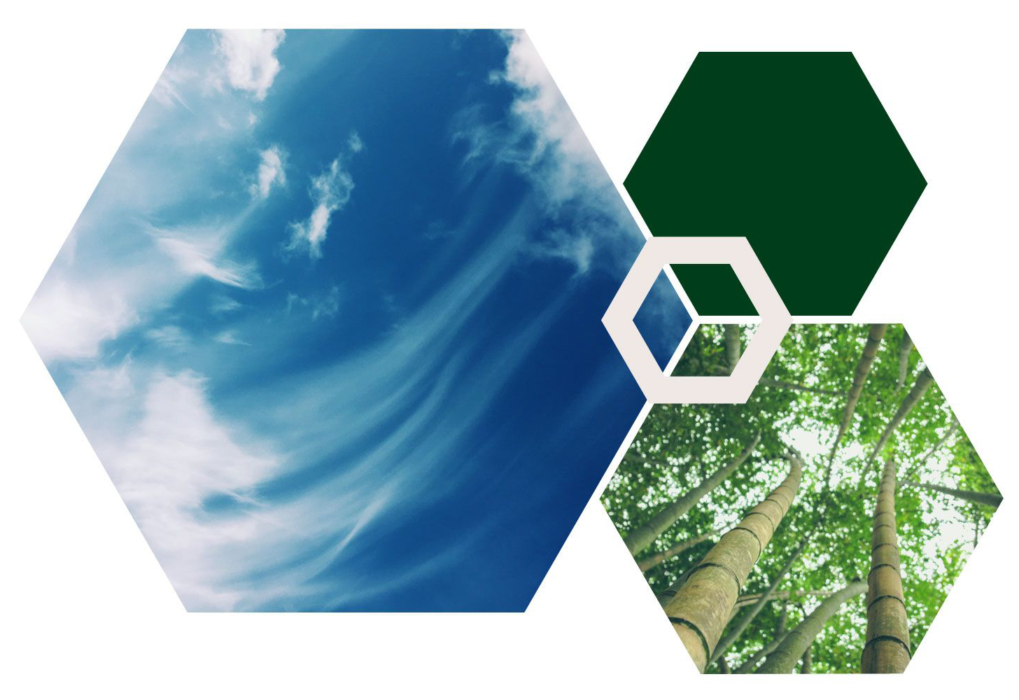 Hexagon collage featuring images of clouds and an image of established tree